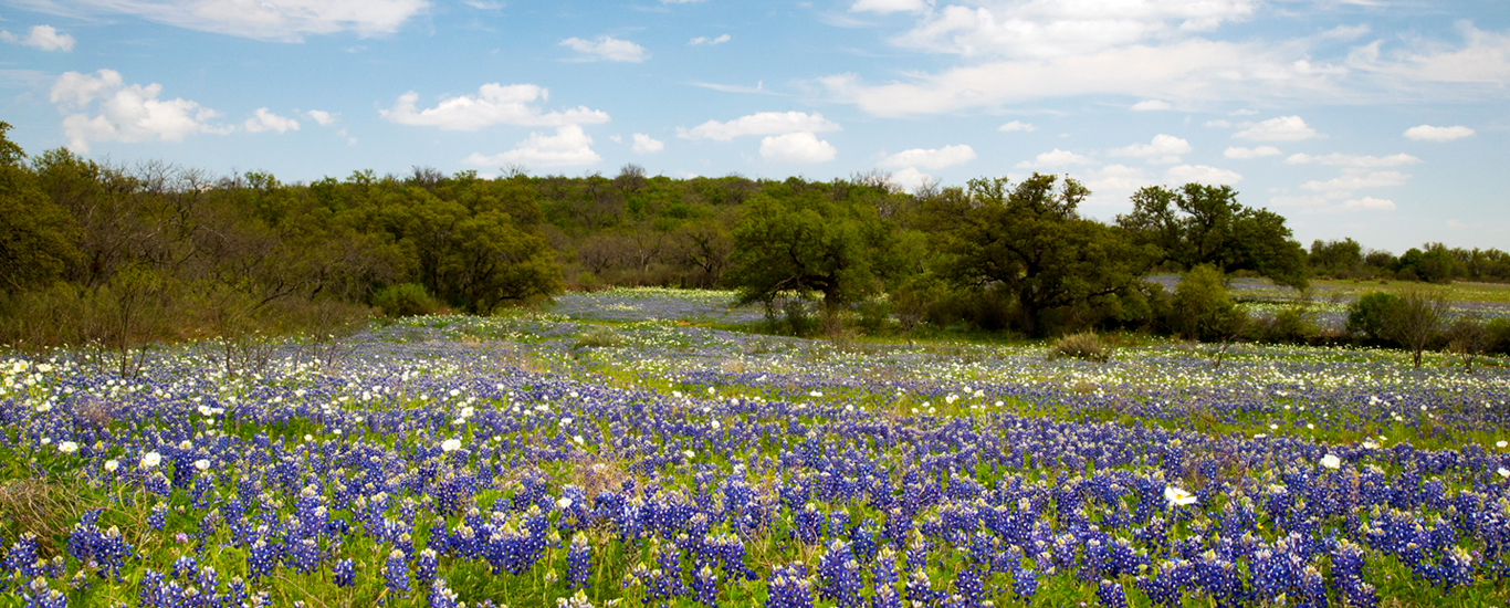 An image of trees and wildflowers in the Texas Hill Country.